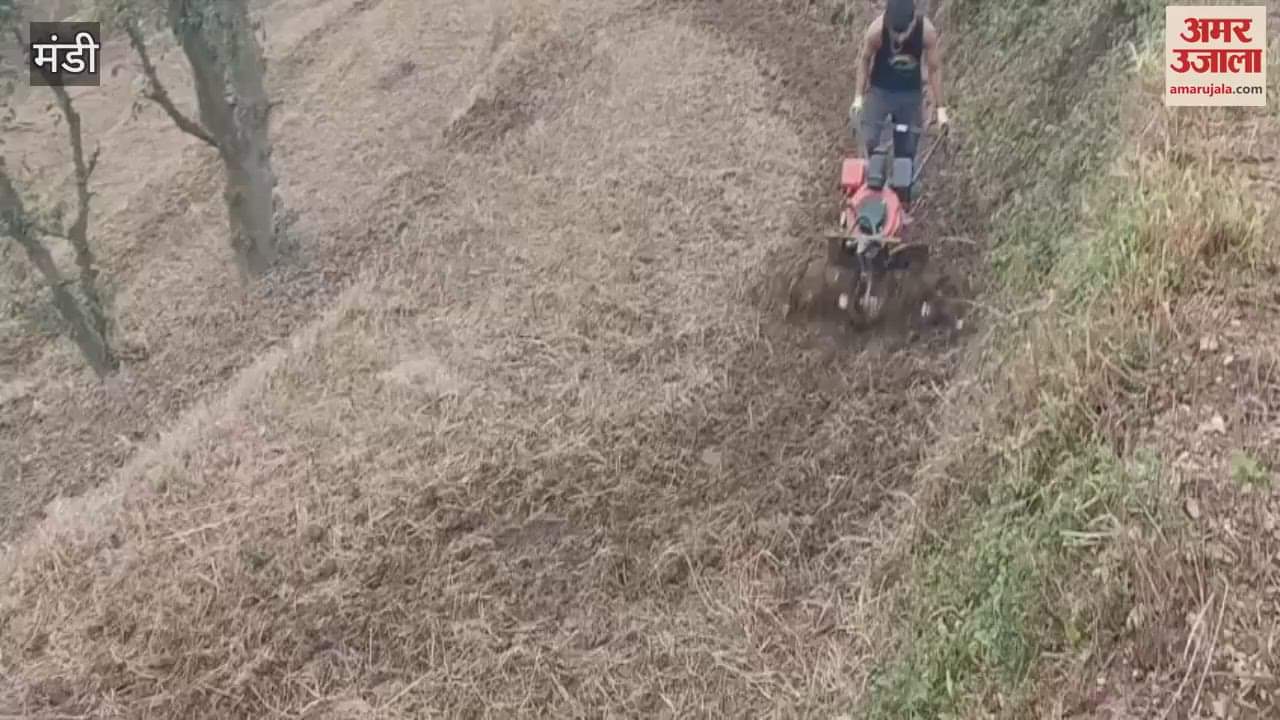 Mandi As soon as the weather clears farmers are busy in their fields to sow peas