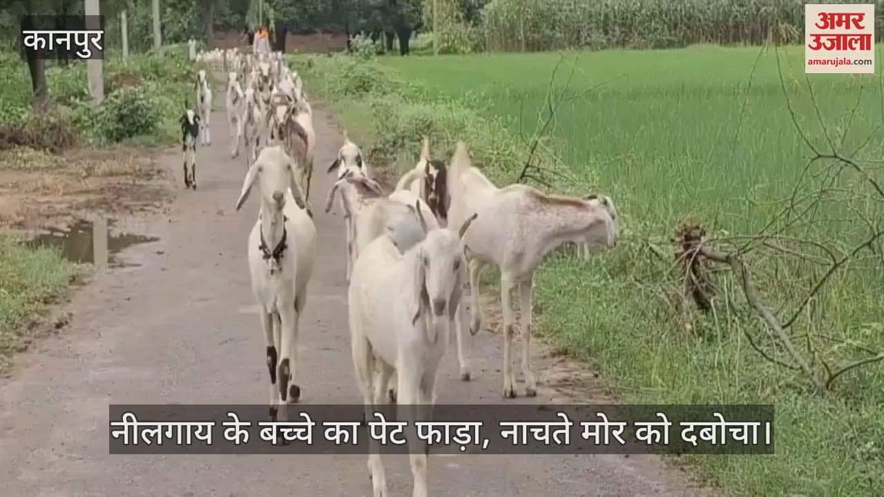 कानपुर के भीतरगांव में खूंखार कुत्तों ने सप्ताह भर में दस बकरियों को मार डाला