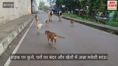 कानपुर: खूंखार कुत्तों से ग्रामीणों में दहशत, मीट की दुकानों से बढ़ रहा है खतरा
