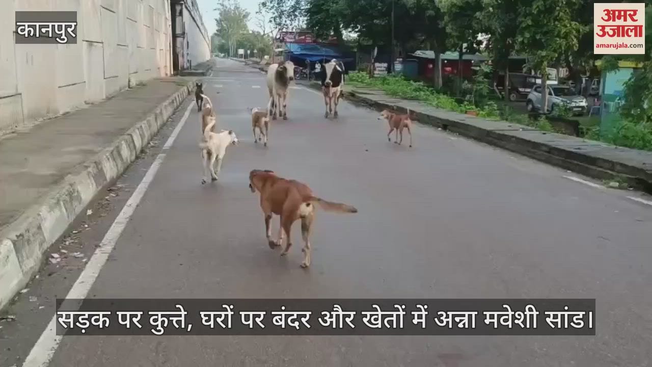 कानपुर: खूंखार कुत्तों से ग्रामीणों में दहशत, मीट की दुकानों से बढ़ रहा है खतरा