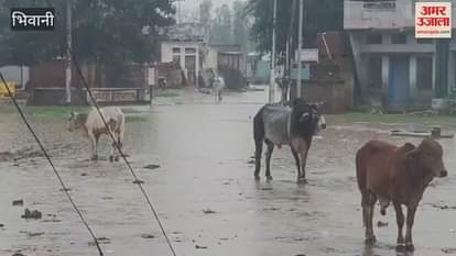 Rain continues in Bhiwani for the second consecutive day, situation worsens due to waterlogging