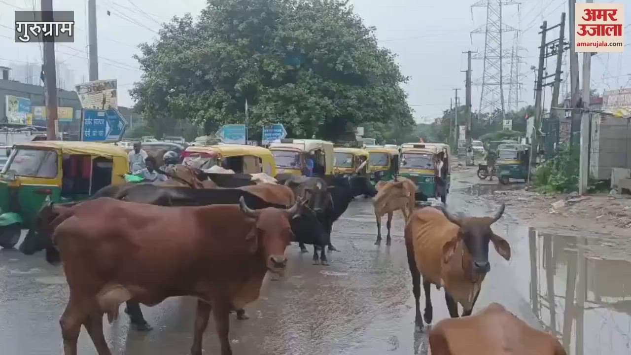 Gurugram gathering of stray animals on road