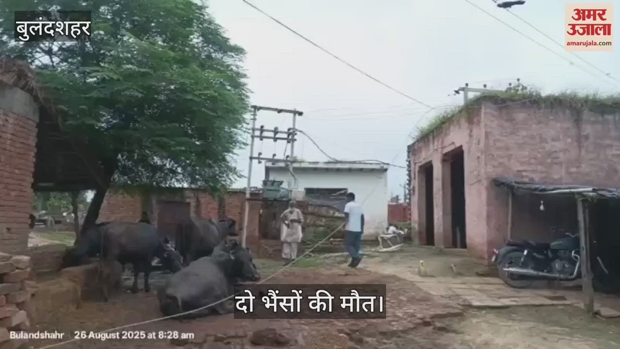 Two buffaloes died after coming in contact with a high tension line in Bulandshahr