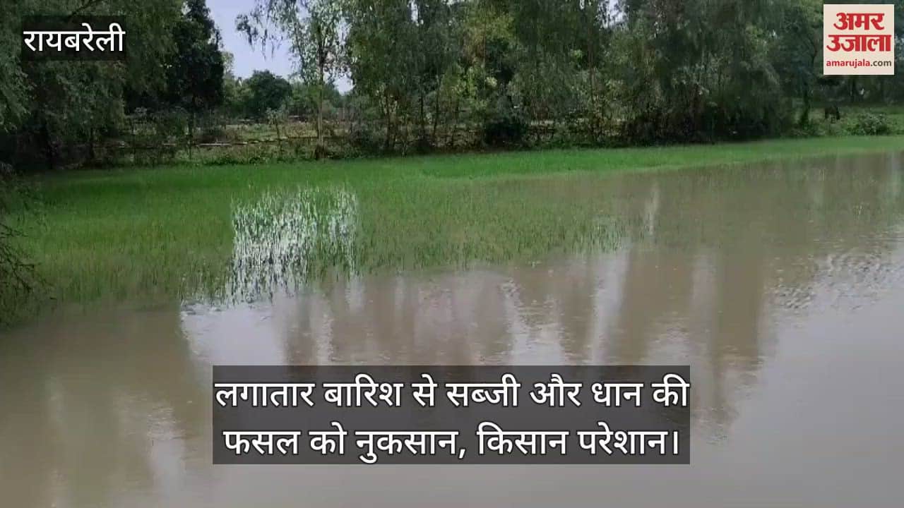 रायबरेली में लगातार बारिश से सब्जी और धान की फसल को नुकसान, किसान परेशान