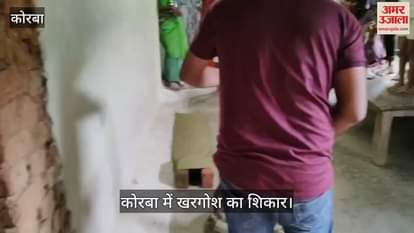 A 10 feet long python had hunted a rabbit in Korba, last rites were performed after performing puja