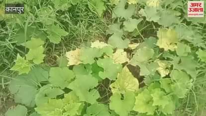 Continuous drizzle has caused a lack of nutrients in vegetable plants