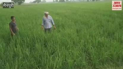 Heavy rain is a boon for the rice crop