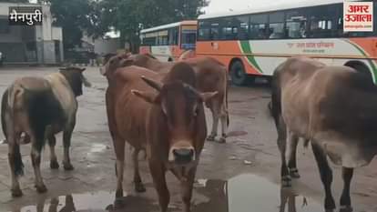 Herds of cattle on the roads even the minister's orders have no effect