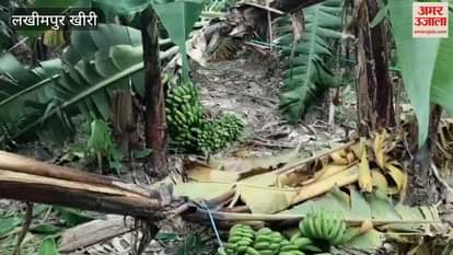 Banana crop fell due to strong wind of Lakhimpur Kheri