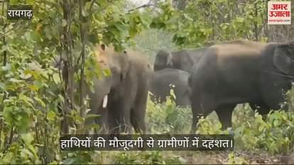 A group of 187 elephants is roaming in Raigarh villagers are terrified due to the presence of a large number of elephants