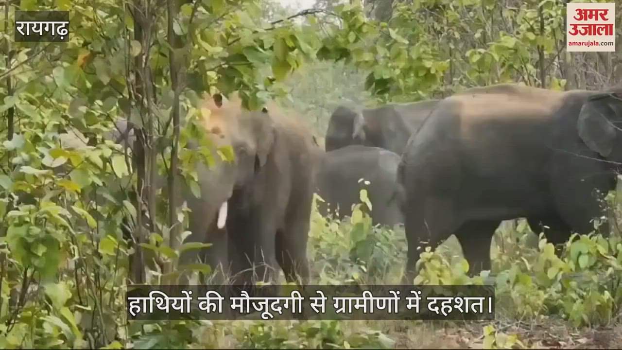 A group of 187 elephants is roaming in Raigarh villagers are terrified due to the presence of a large number of elephants