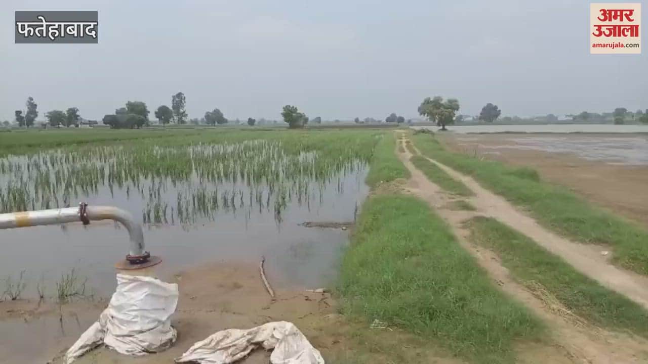 Waterlogging in Fatehabad is causing damage to crops