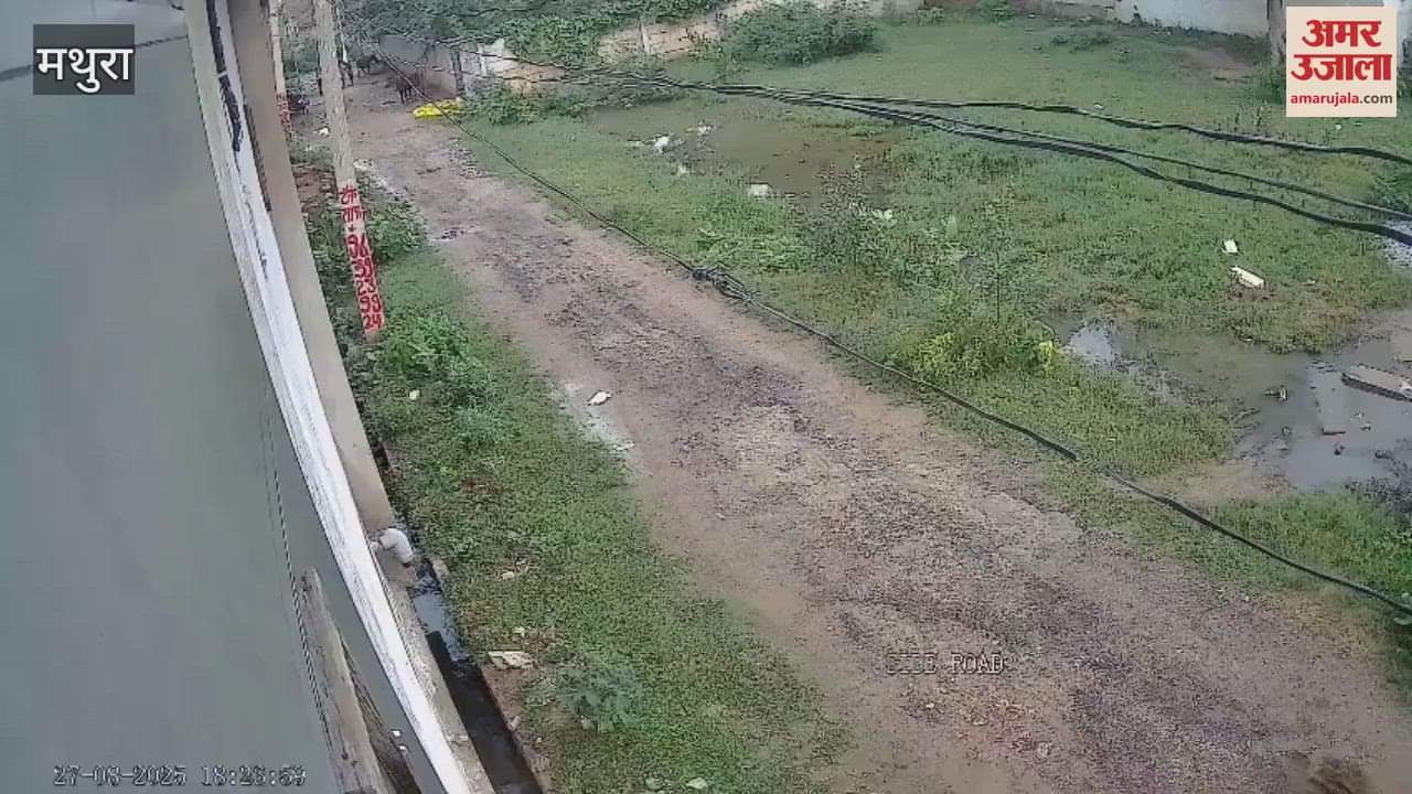 Girl injured in stray dog attack