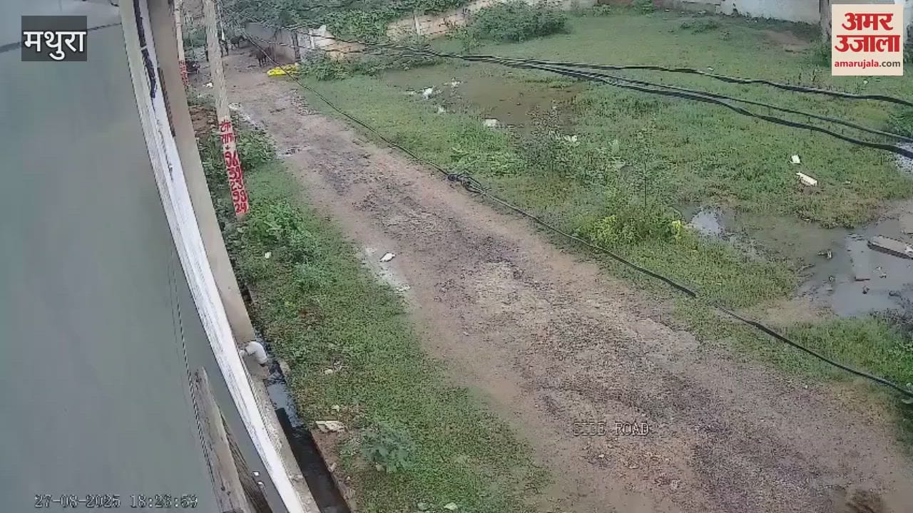 Girl injured in stray dog attack