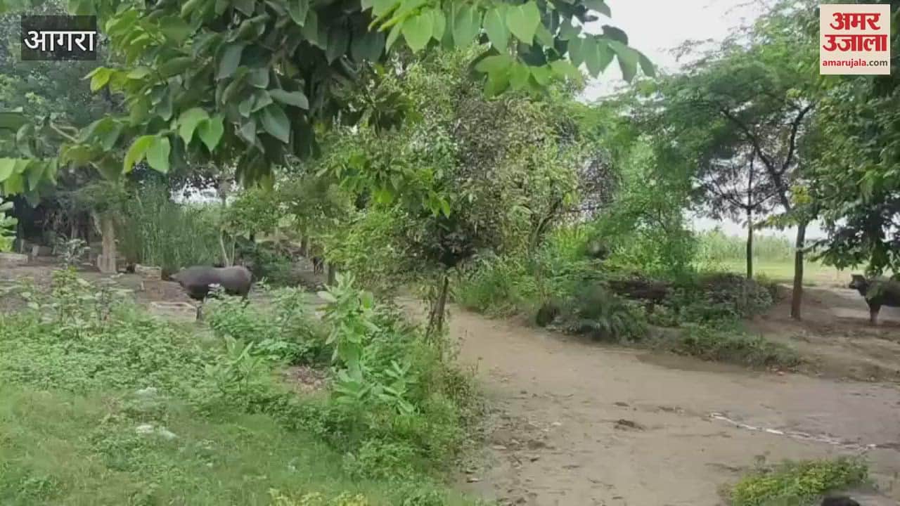 Crops are getting destroyed when drain overflows