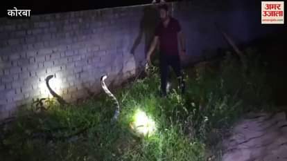 Korba: Panic due to sighting of 20 feet long King Cobra