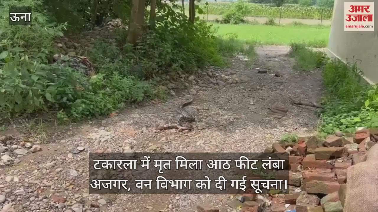 eight feet long python was found dead in Takarla, information was given to the forest department