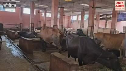 In Sonipat, MLA Nikhil Madan handed over a cheque of Rs 59.26 lakh to Shri Goshala Jatwada