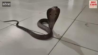 Cobra was spreading foam in the Ayurvedic dispensary
