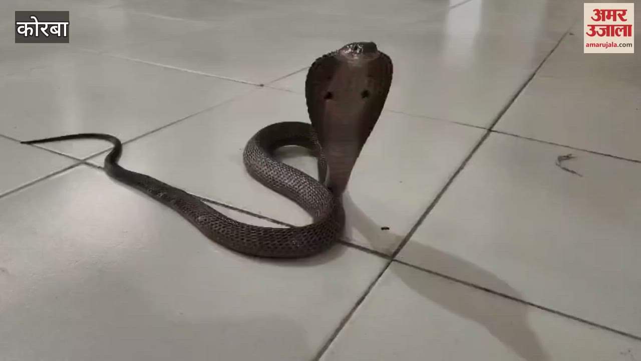 Cobra was spreading foam in the Ayurvedic dispensary