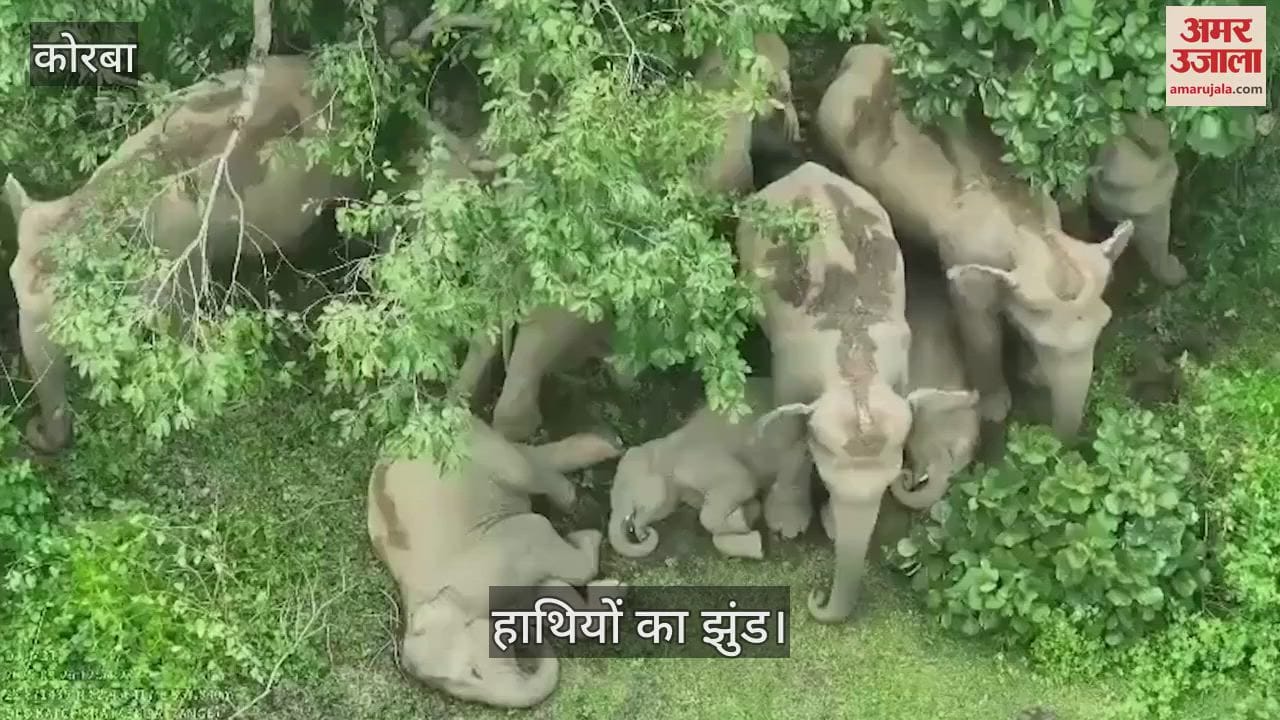 A herd of elephants was seen roaming in the Sakhoda complex of Korbi area of Katghora forest division of Korba