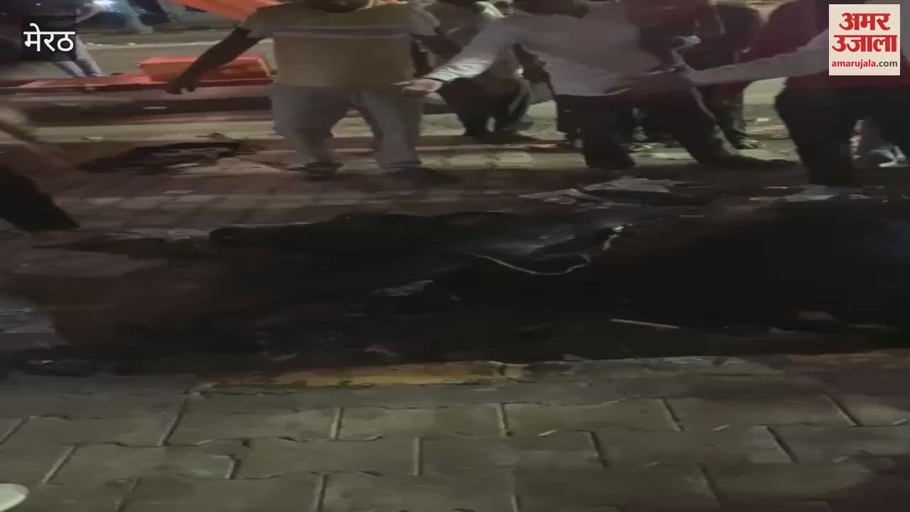 Meerut: Cow that fell in drain rescued