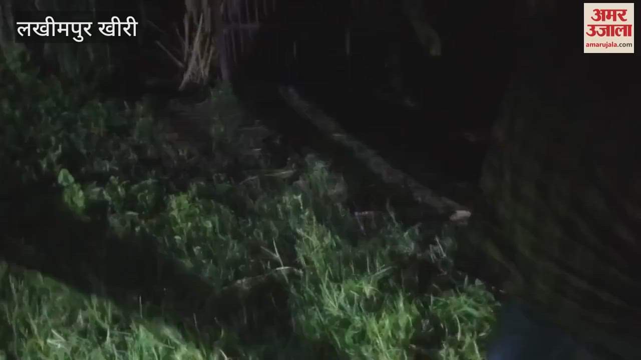 dangerous tigress got trapped in the forest department's cage in Lakhimpur Kheri