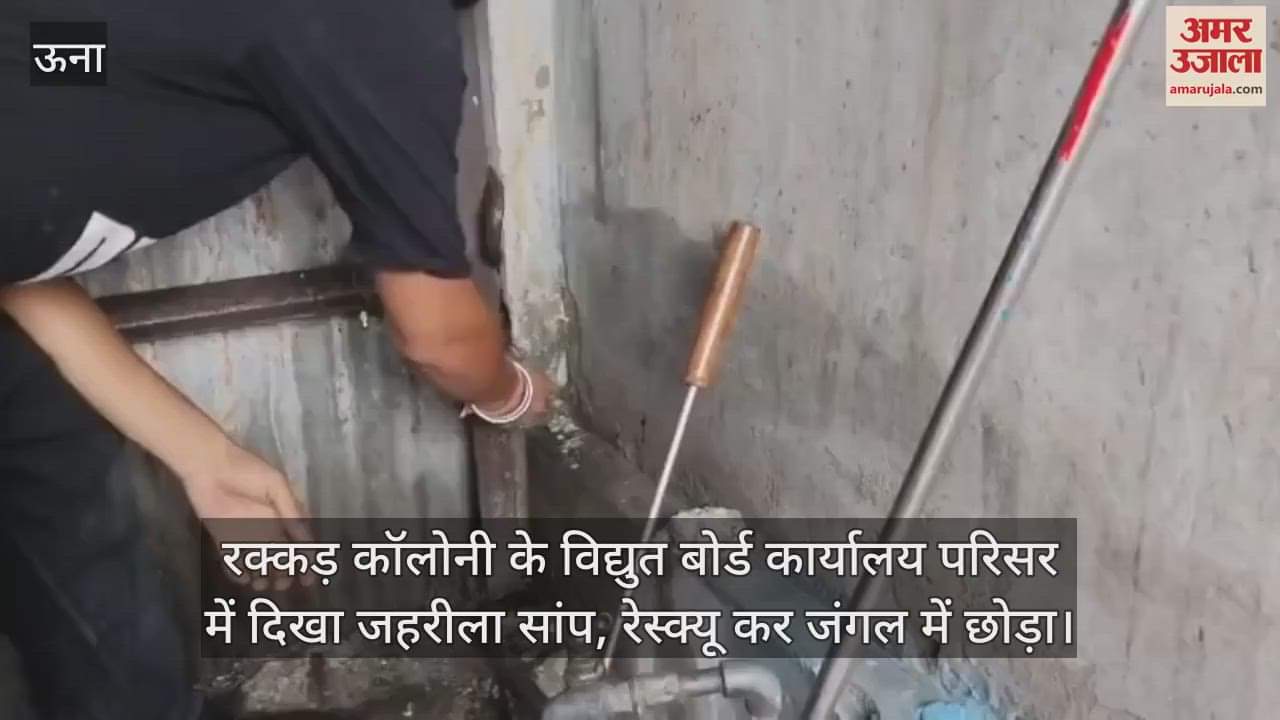 poisonous snake was seen in the premises of the Electricity Board office in Rakkad Colony