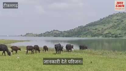 Tikamgarh News: The body of a young man missing for two days was found in Kurecha dam