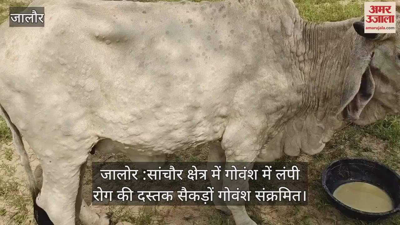 Jalore: Lumpy disease hits Sanchore, large number of cattle infected