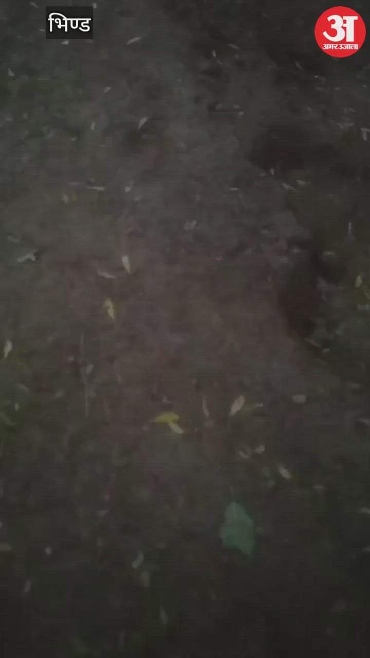 A giant tortoise was brutally chopped with an axe and then feasted upon, a case was filed against three people