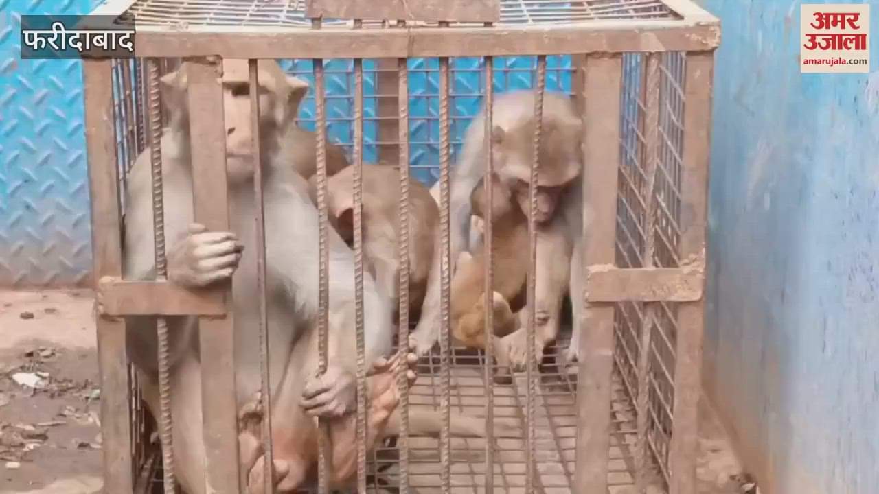Catching of monkeys started in Faridabad
