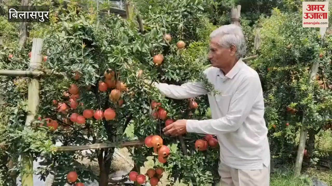 Bilaspur Pomegranate crop is flourishing in Tehri cluster 60 metric tons will be produced
