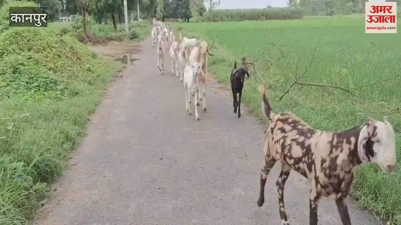 Blisters in the mouth of goats, drooling, serious viral disease