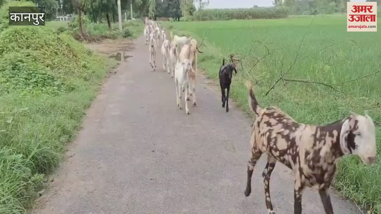 Blisters in the mouth of goats, drooling, serious viral disease