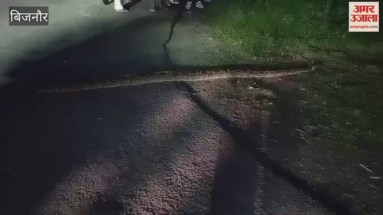 Meerut: Passersby stopped after seeing a python crossing the road and made a video