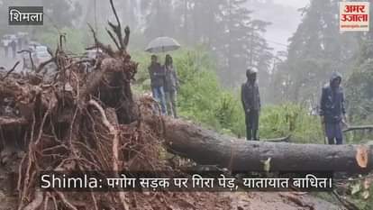 Tree fell on Pagog road, traffic disrupted