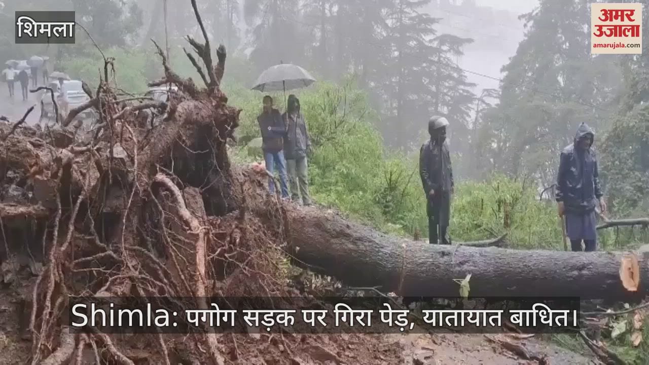 Tree fell on Pagog road, traffic disrupted