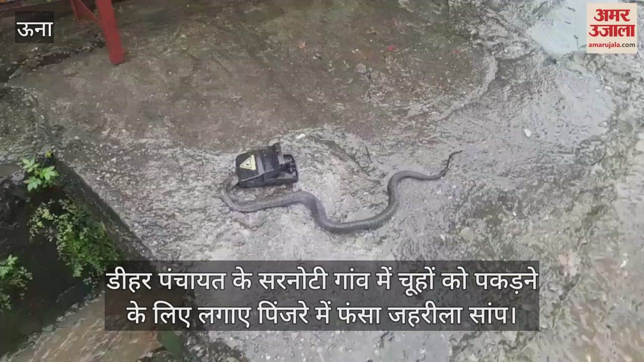 poisonous snake got trapped in a cage installed to catch rats in Sarnoti village of Dehar Panchayat