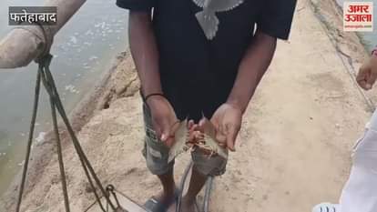 Shrimp production is proving to be a loss making business in Fatehabad, rate reduced by Rs 50 per kg