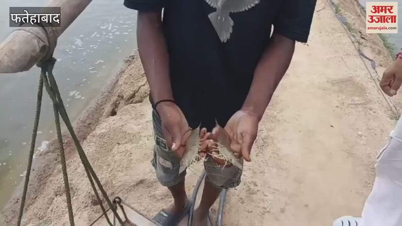 Shrimp production is proving to be a loss making business in Fatehabad, rate reduced by Rs 50 per kg