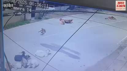 Bus driver forcefully crushed cattle in Kanker video viral