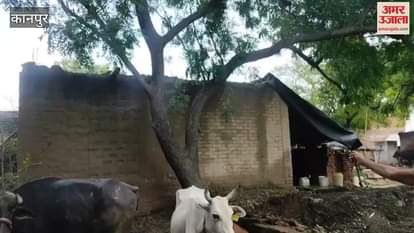 Dirt spread in Malkhanpur, viral fever patients increased