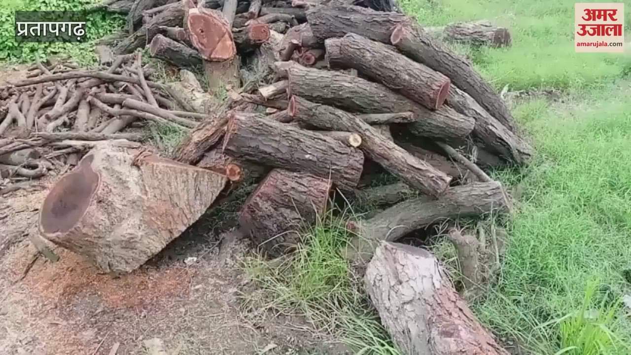 Green acacia tree was stolen and cut down, police started investigation