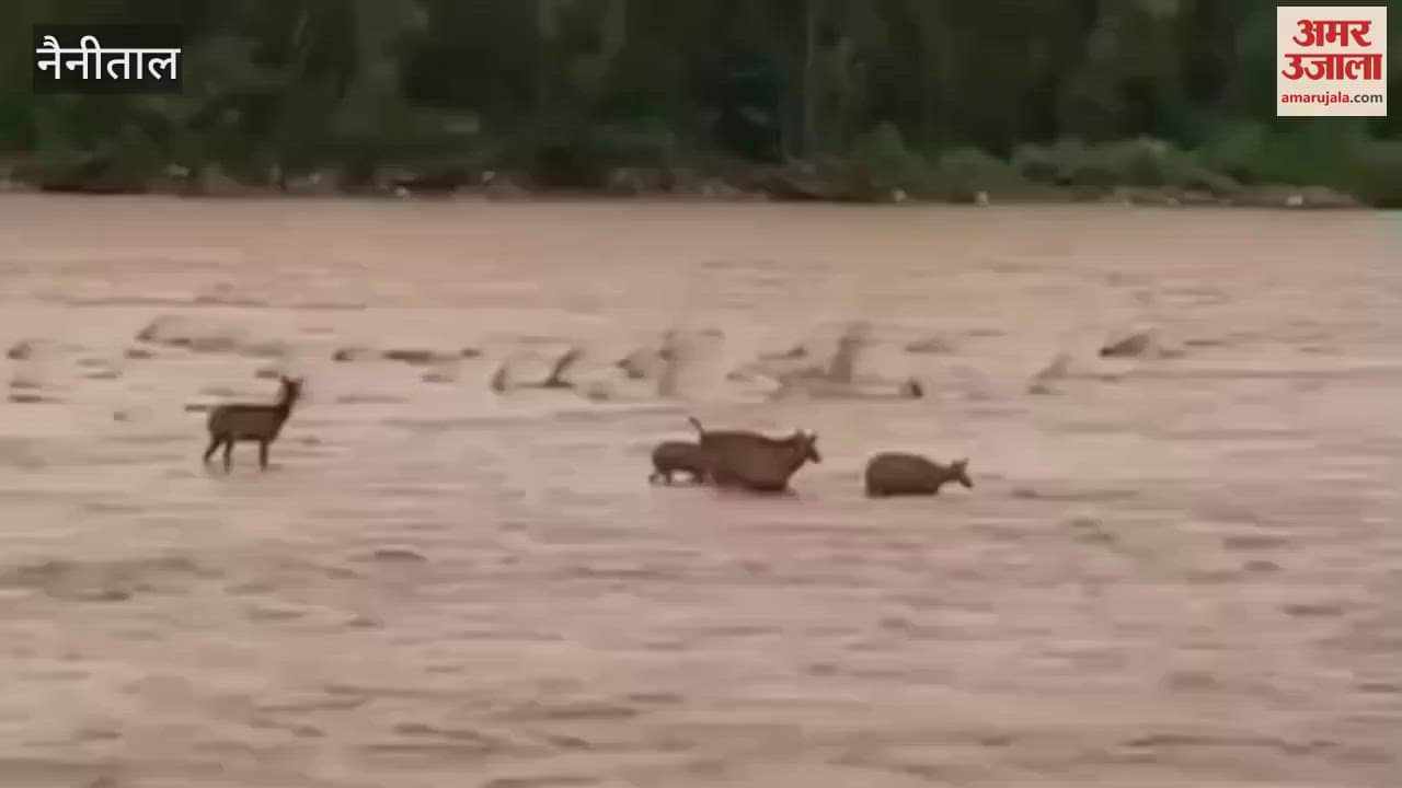 A herd of deer trapped in the Kosi river ramnagar