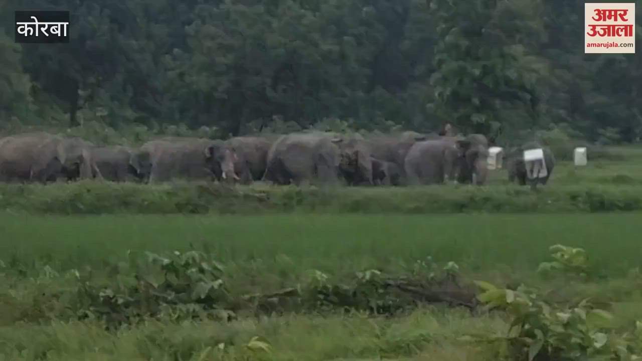 Flock of elephants created terror in Korba