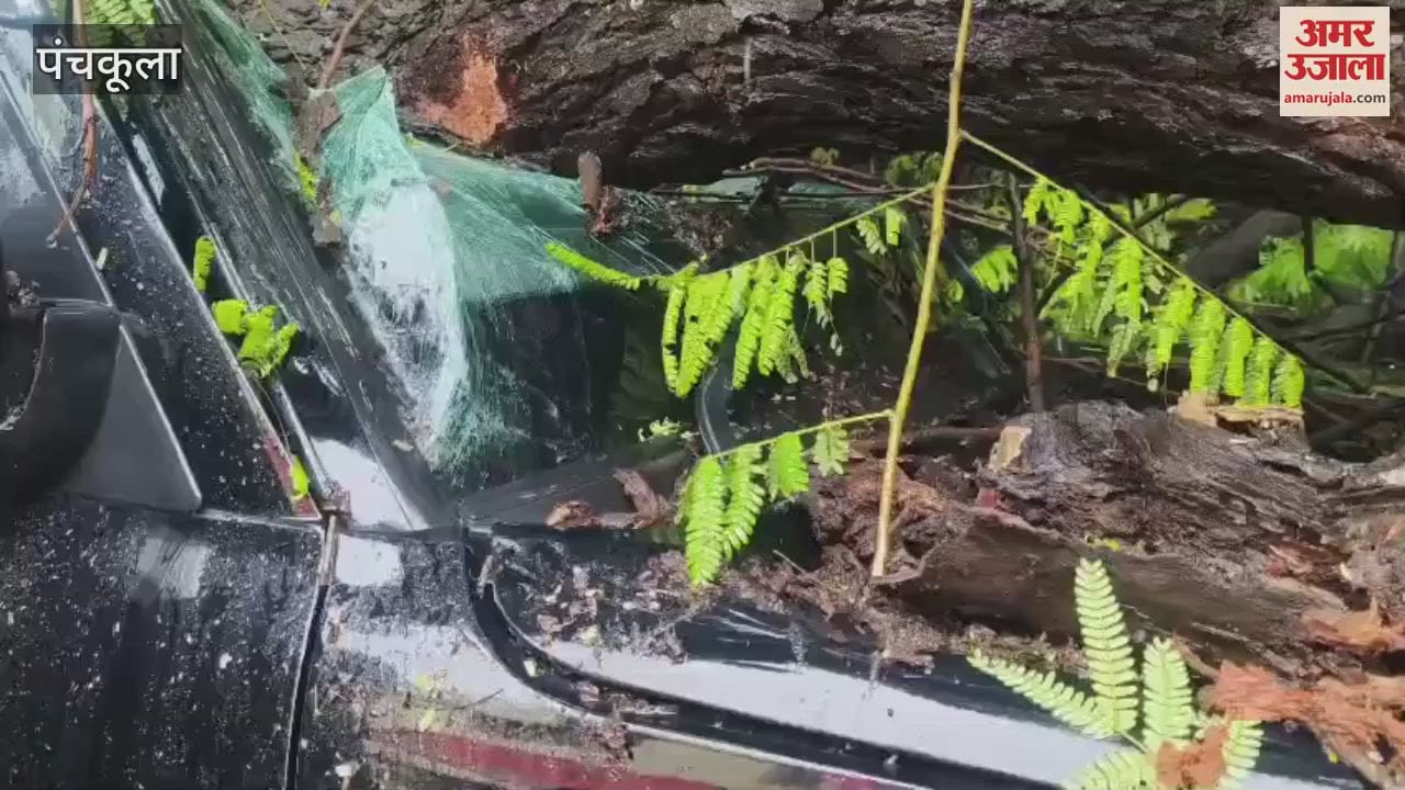 A tree fell on a Scorpio full of school children in Panchkula, five children injured
