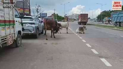 Stray cattle guard the highway, accident can happen anytime