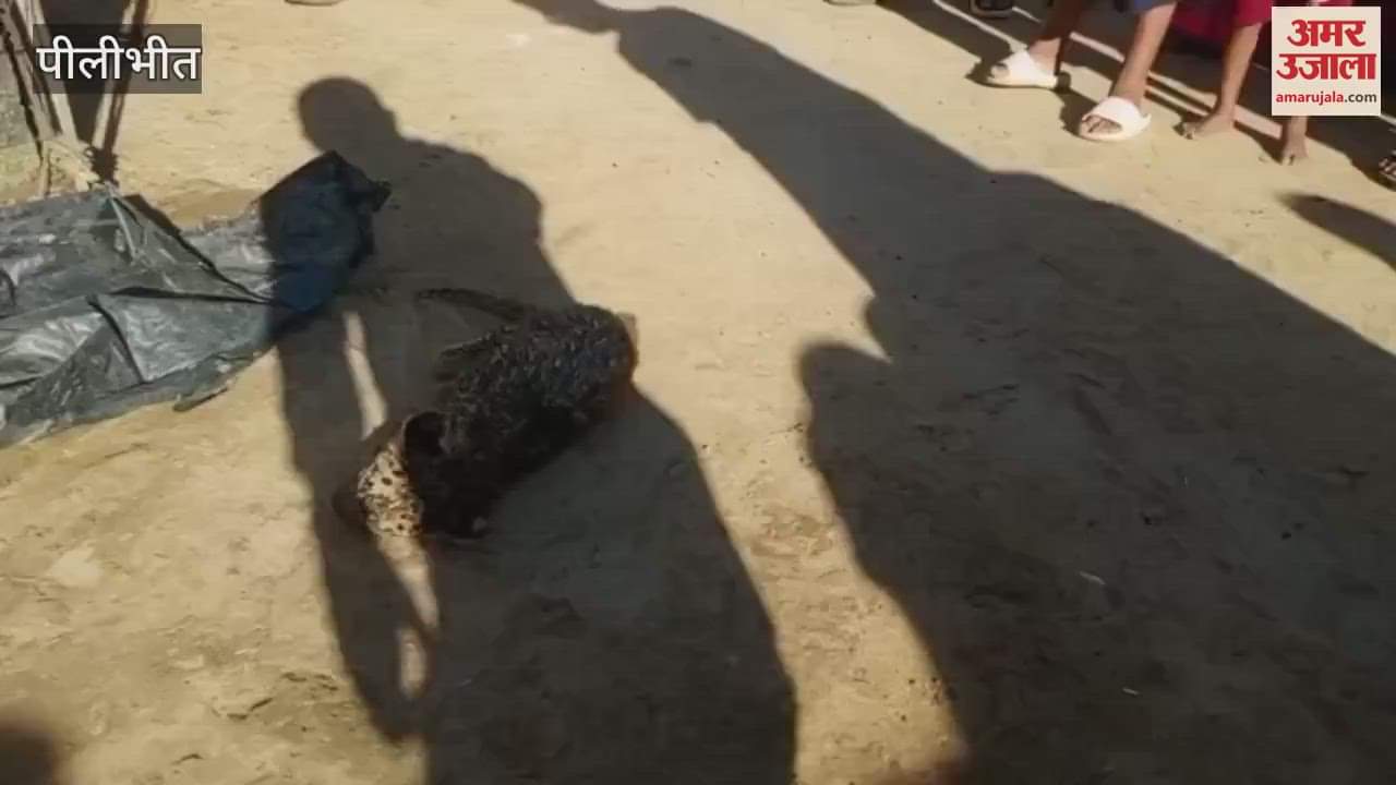 man saved a leopard cub drowning in the flood waters in Pilibhit