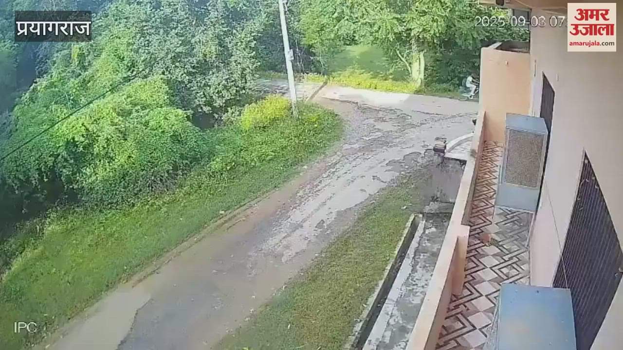 Man-eating leopard seen again in Hanumanganj, Prayagraj, came in front of a van full of school children